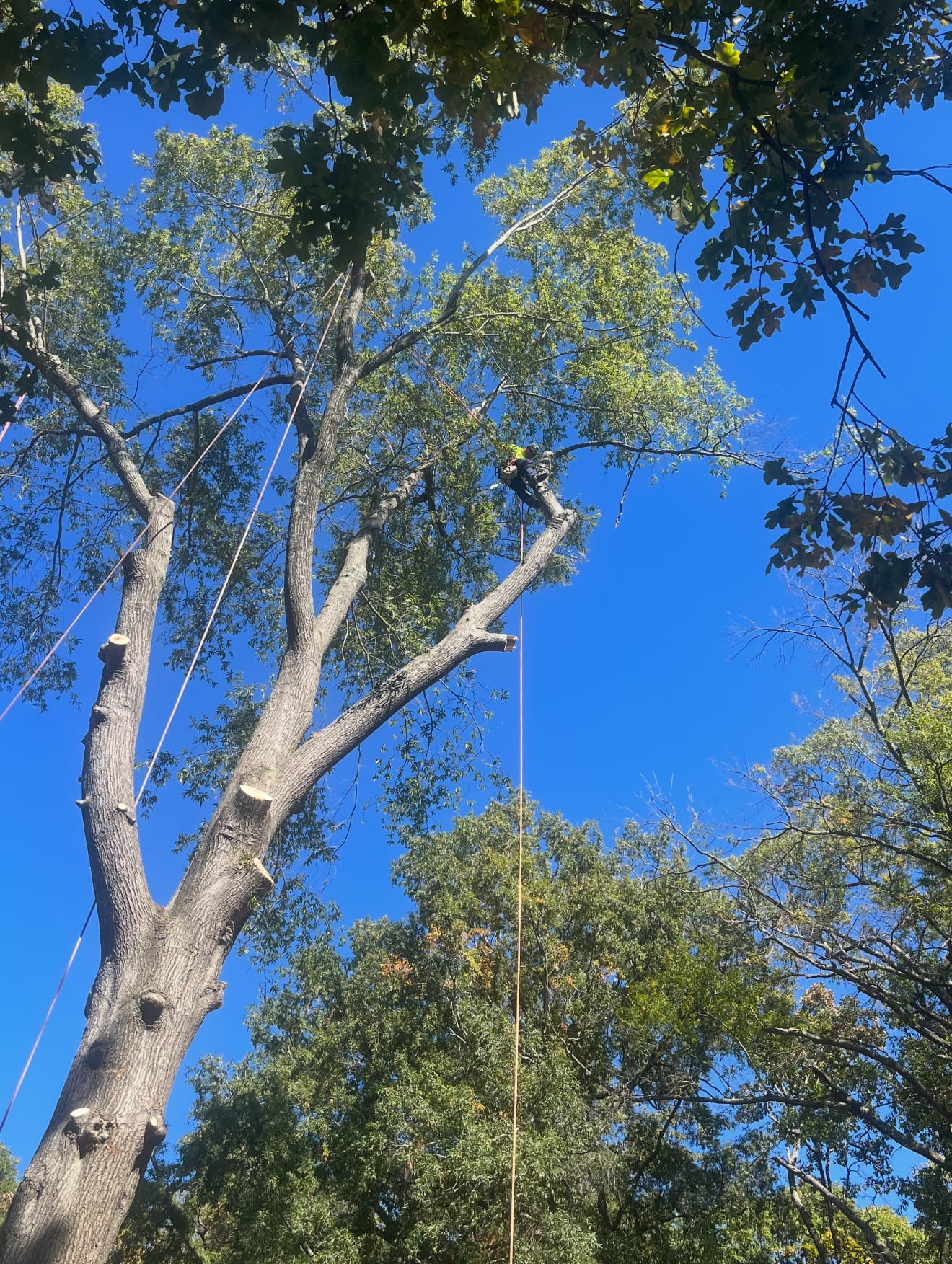 316 Tree Services crew at work removing a tree in High Point, NC